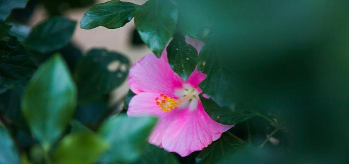 广西南宁赏花好去处，绿荫如盖、繁花似锦，一到春天就美得不像话