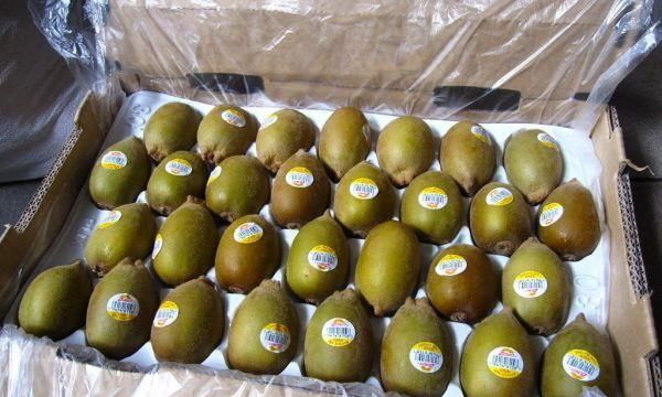 猕猴桃硬的可以放冰箱吗,猕猴桃能放冰箱保鲜吗?图1