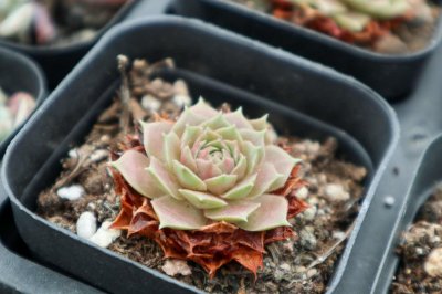 ​冬天养多肉，一定要避开这个死劫，否则...