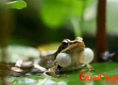 ​听取蛙声一片指的是什么蛙 听取蛙声一片是什么意思