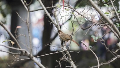 ​麻雀属于国家几级保护动物