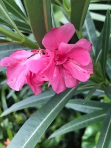 ​姘头什么意思(姘头粤语竟然叫“契家佬”)