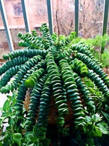 ​多肉钱串子扦插技巧，成活率99%，轻松一盆变多盆