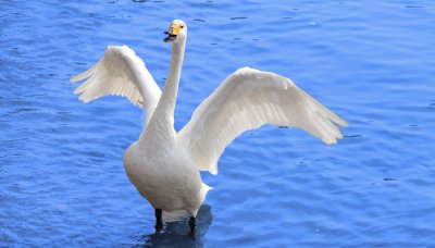 ​飘是代表什么动物