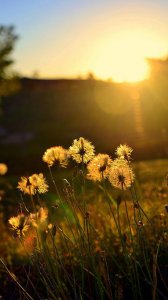 ​兄弟齐心其利断金的含义（兄弟齐心其利断金是什么意思）