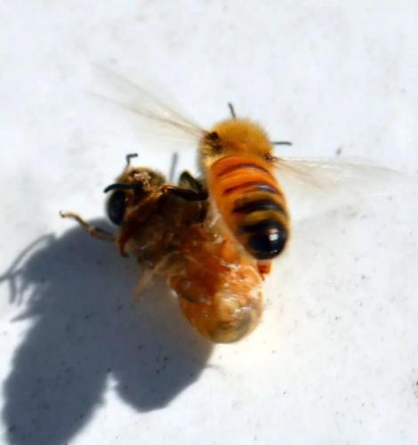 小蜜蜂是什么意思（原来它还有这个意思）