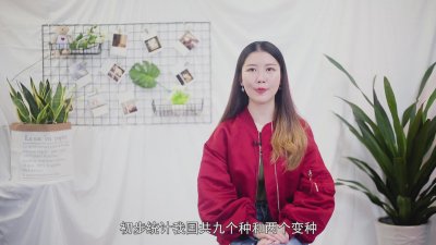 ​泡桐树能活多少年