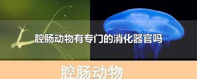 ​腔肠动物用什么消化食物 腔肠动物的消化腔的作用