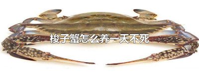 ​梭子蟹怎么养一天不死