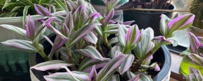 ​油画吊兰开花后怎么养 油画吊兰开花后如何养