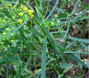 春柴胡的功效与作用(春柴胡的功效与作用介绍)