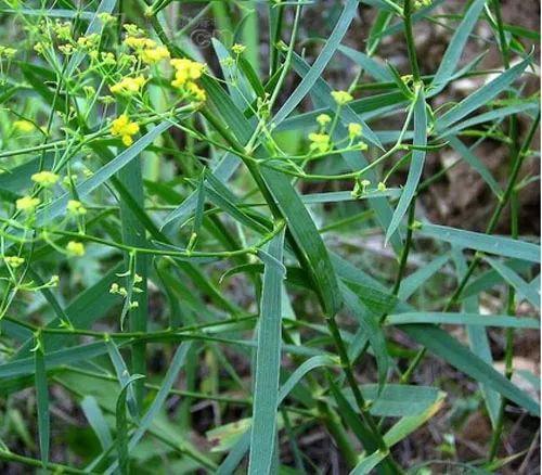 春柴胡的功效与作用(春柴胡的功效与作用介绍)