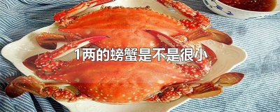 ​一两二的螃蟹小吗 1两的螃蟹有多大