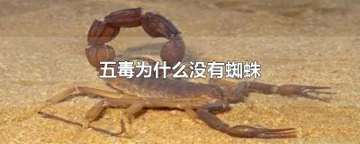 蜘蛛是不是五毒之王 蜘蛛是不是五毒之首