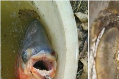 食人鲳鱼人能吃吗