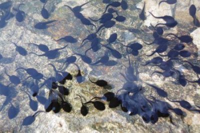 ​地球上最大的船，排水量达到的825344吨比横躺的艾菲尔铁塔还长