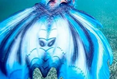 ​狮身人面像密室何时打开下方有密室狮身人面像通往另一个世界金字塔非人类修筑