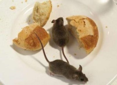 米老鼠灵异事件 米老鼠脸部扭曲诡异笑容