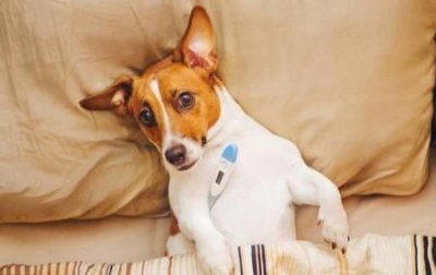 杜高犬文献,杜高犬的历史