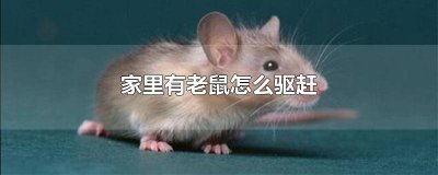 ​家里有老鼠怎么驱逐 家里有老鼠如何赶走