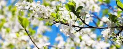 ​春分是春天的开始吗