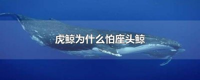 ​虎鲸为什么怕座头鲸