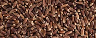 ​黑麦粉的营养价值及营养成分