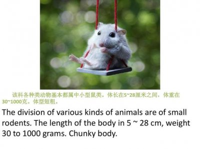 ​仓鼠的英文（仓鼠的英文是什么）
