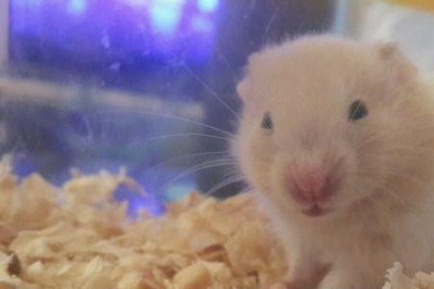 ​金丝熊怀孕一周会有什么表现