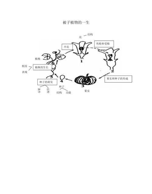 什么是被子植物蕨类植物