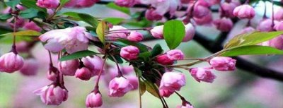 ​什么是被子植物，什么是裸子植物?什么是被子植物?各举一个例子？