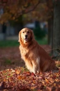 ​铲屎官必修课之金毛猎犬