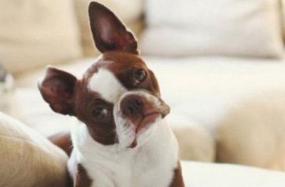 狗狗变成小跟班,主人走到哪里就跟到哪里?为什么狗狗会跟随主人 狗狗和小主人