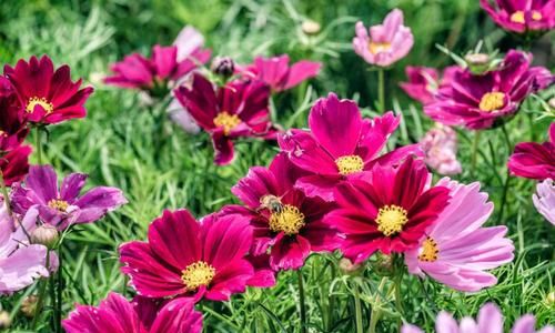 8个花瓣的格桑花的花语是什么