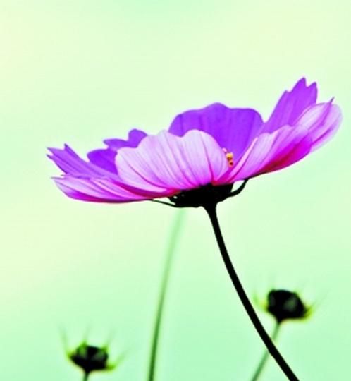 格桑花的花语是什么