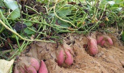 ​番薯是什么，番薯种是什么意思？