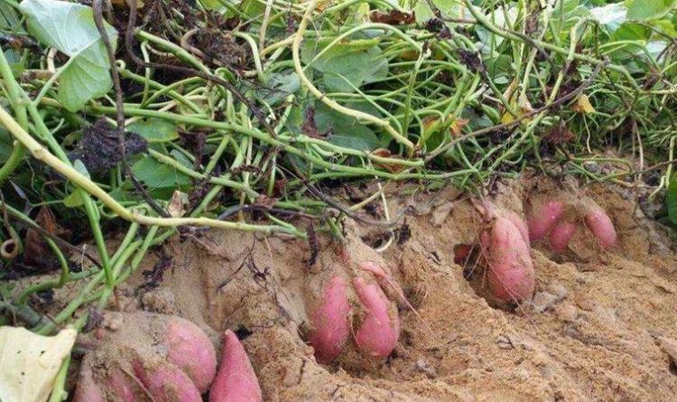 番薯种是什么意思