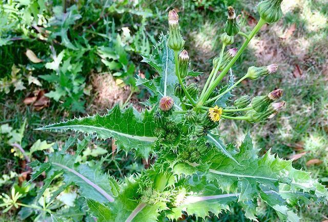 农村田里一野菜，味道极苦却遭人喜欢，现在正当季