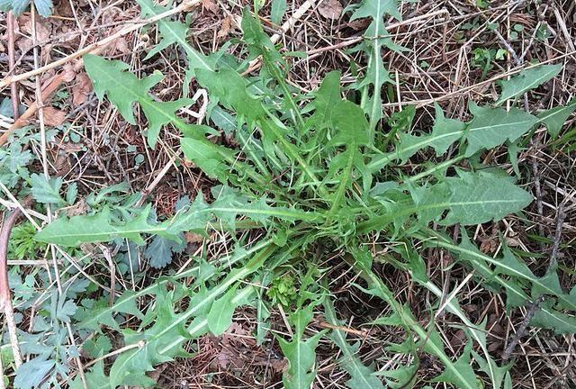 农村田里一野菜，味道极苦却遭人喜欢，现在正当季