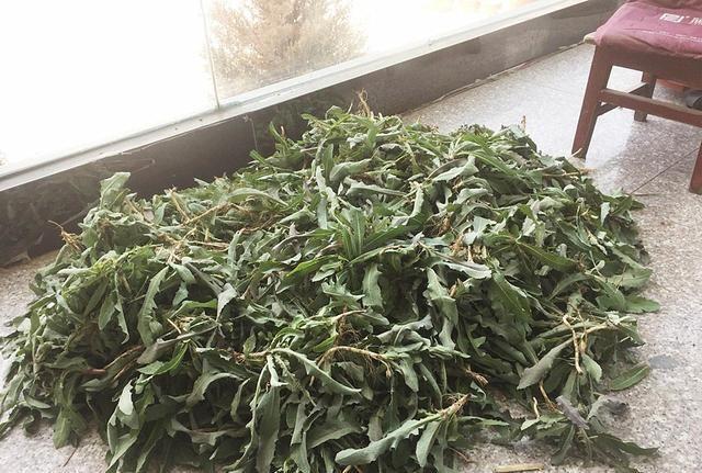 农村田里一野菜，味道极苦却遭人喜欢，现在正当季