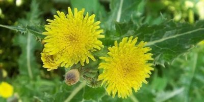 ​农村田里一野菜，味道极苦却遭人喜欢，现在正当季