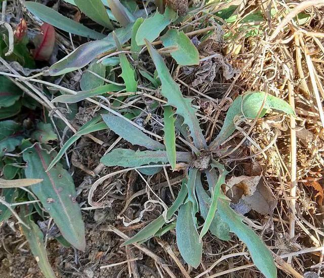 农村田里一野菜，味道极苦却遭人喜欢，现在正当季