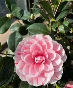 ​茶花可以放室内养吗？室内养茶花，做好“这一点”