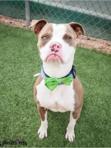 ​小狗喜欢吃什么(狗狗怎么训练定点大小便)