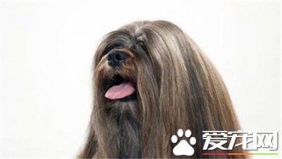 ​拉萨犬和西施犬的区别  拉萨犬和西施犬性格区别