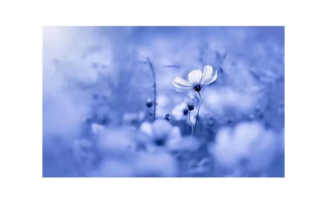 韩商言情商高吗(表白后女生不知道说什么) 韩商言情商高吗(表白后女生不知道说什么)