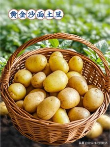 ​你真的了解土豆吗？你们老家管土豆叫什么名字？