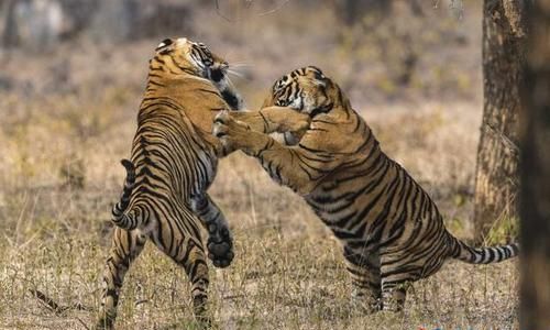 老虎怕什么动物