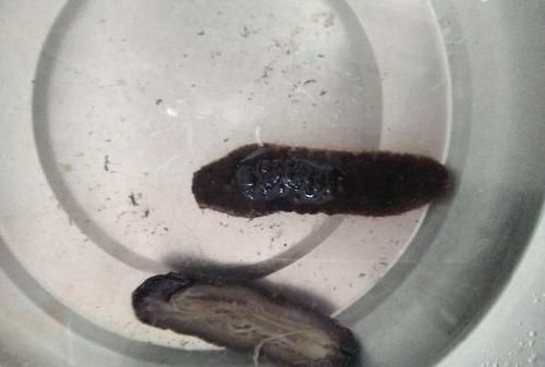 海参与海茄子的营养价值有什么太大的差别呢