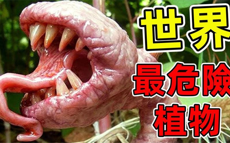 哪种植物是吃肉的（猪笼草介绍）